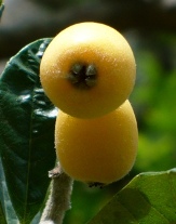 Loquat, Japanese Plum, Japanese Medlar, Nispero, Eriobotrya japonica